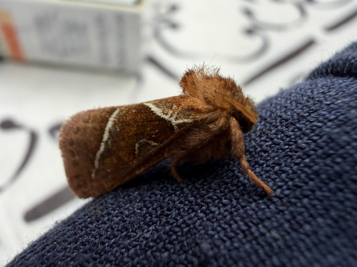 Orange Swift