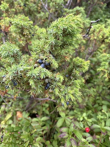 common juniper