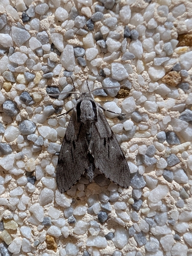 southern pine hawkmoth
