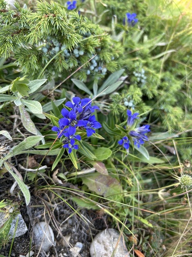 Cross Gentian