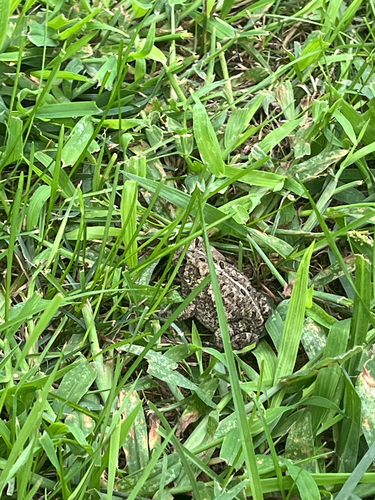 American Toad