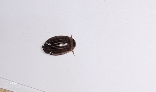 Hydaticus grammicus