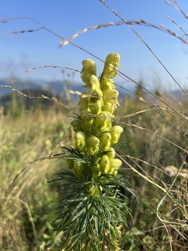 Yellow Monkshood