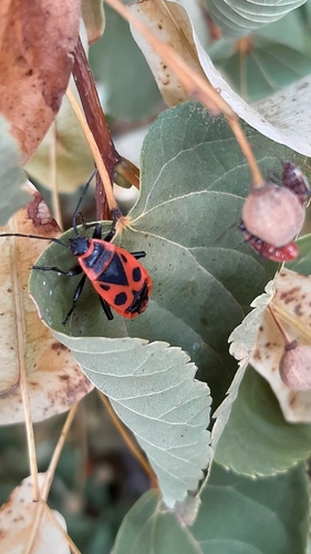 European Firebug