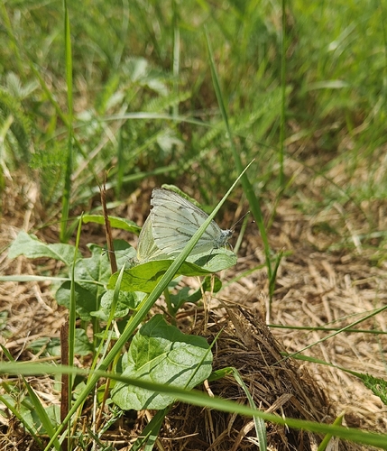 Green-veined White