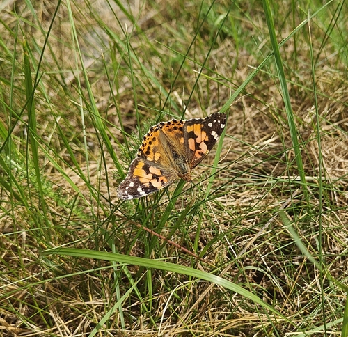 Painted Lady