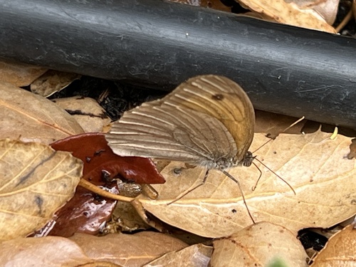 Meadow Brown
