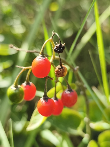 bittersweet nightshade