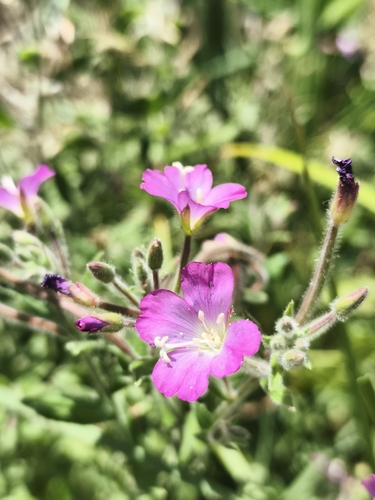Great Willowherb