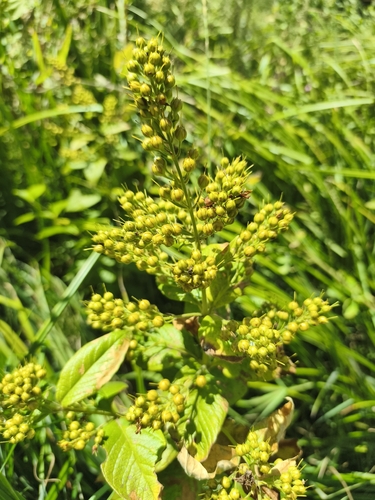 Yellow Loosestrife