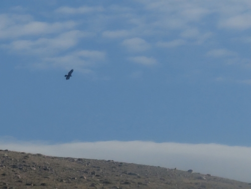 Golden Eagle