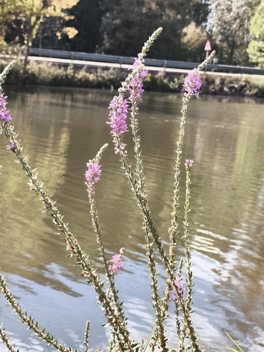purple loosestrife