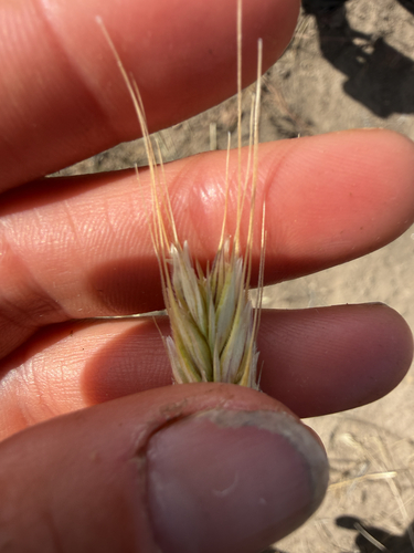 rye