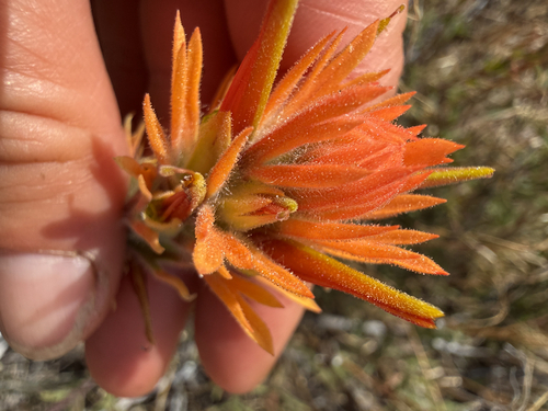 wavyleaf paintbrush