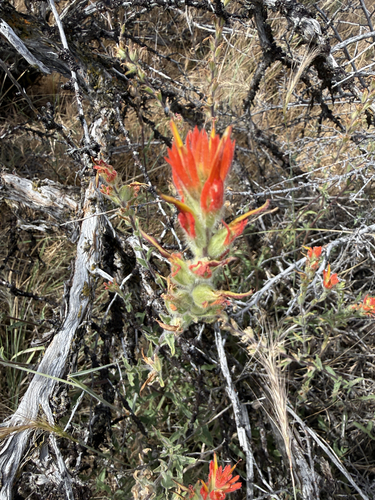 wavyleaf paintbrush