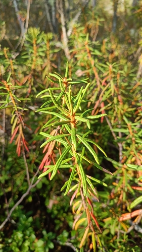 marsh Labrador tea