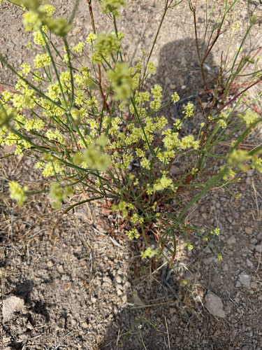 Naked Buckwheat