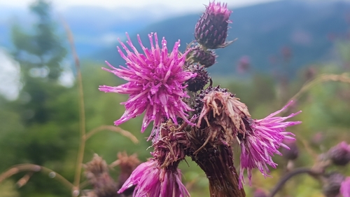 Marsh Thistle