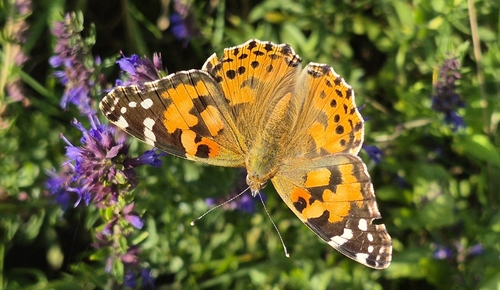 Painted Lady