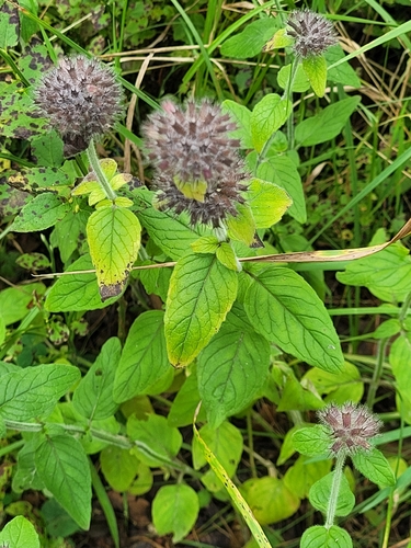 Wild Basil