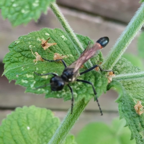 Red-belted Sand Wasp