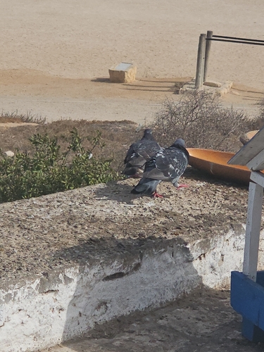 Feral Pigeon