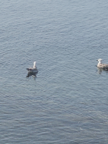 Yellow-legged Gull