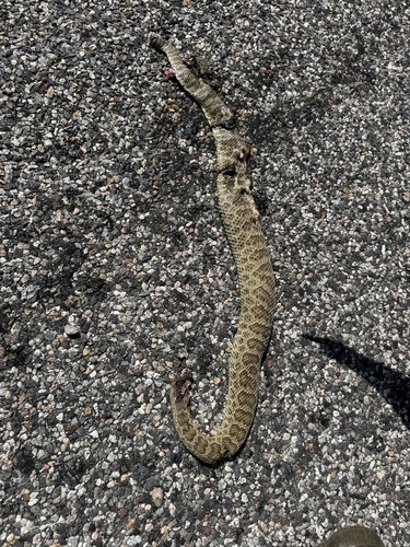 Prairie Rattlesnake