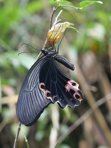 Spangle Swallowtail