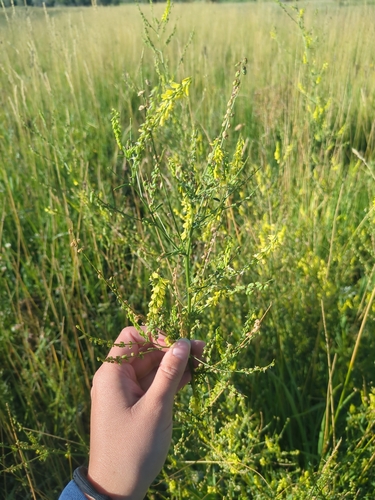 Yellow Sweetclover
