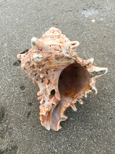 Giant Atlantic Murex