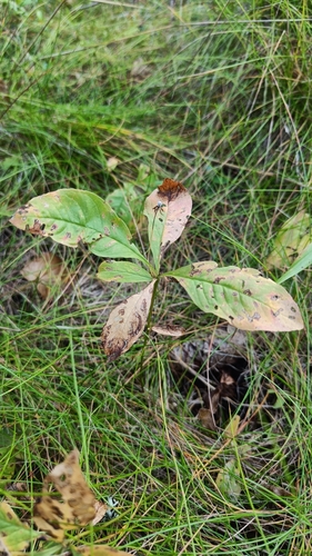 Arctic Starflower