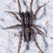 Allocosa absoluta - Photo (c) DinGo OcTavious, all rights reserved, uploaded by DinGo OcTavious