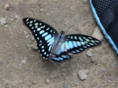 Veined Jay
