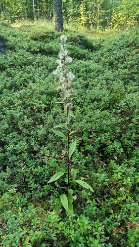 European goldenrod