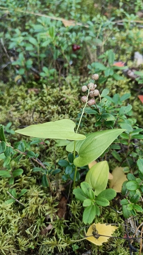May Lily
