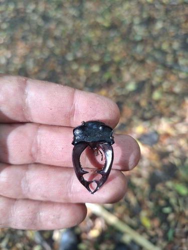 European Stag Beetle