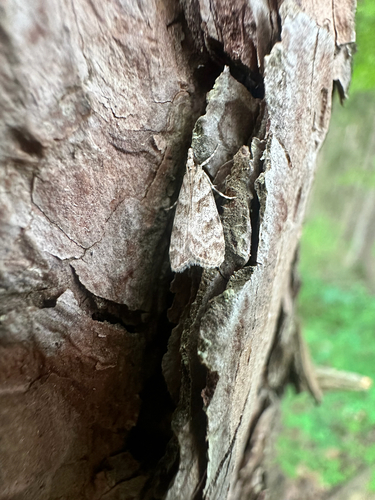 Double-striped Scoparia Moth (Scoparia biplagialis)