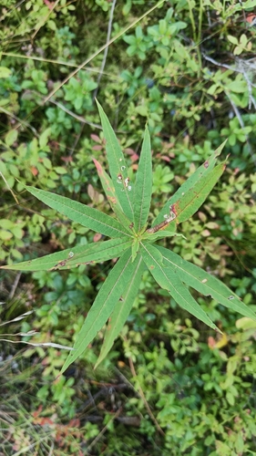 fireweed