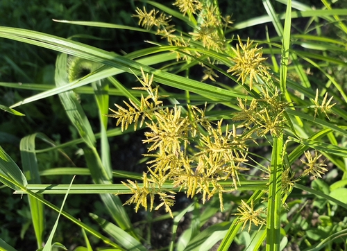 yellow nutsedge