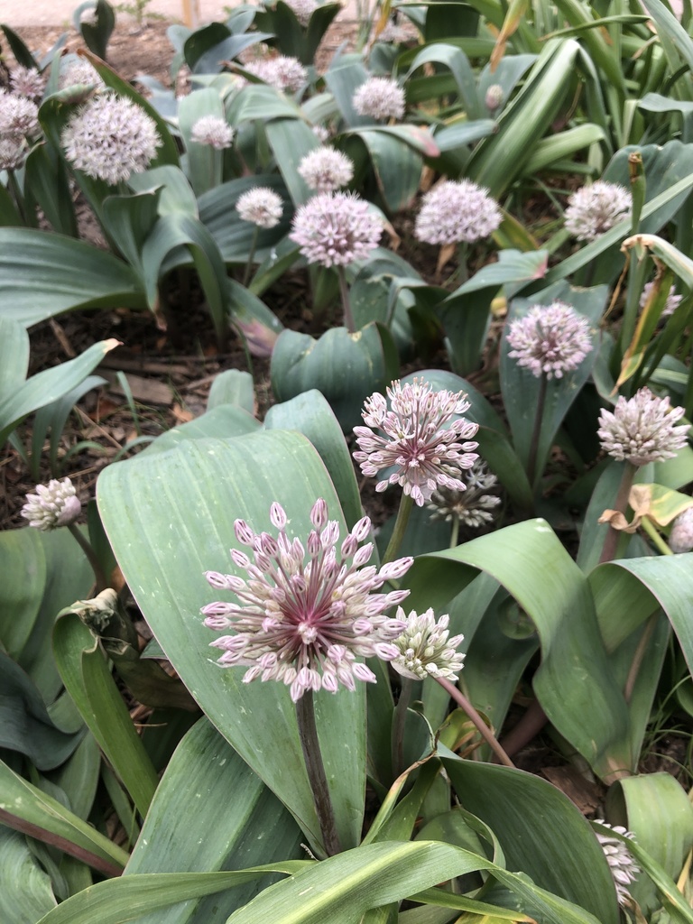 plants from E Third St, Loveland, CO, US on May 11, 2020 at 0952 AM by Katelyn Hawley · iNaturalist
