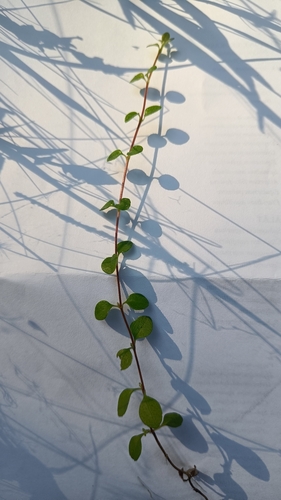 Twinflower