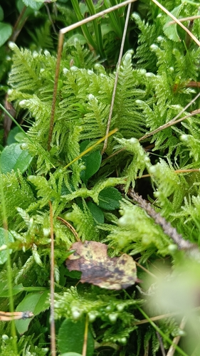 Ostrich-plume Moss