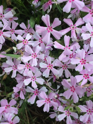 Phlox nivalis ssp. hentzii