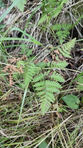 northern oak fern