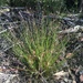 Heath Bog-Rush - Photo (c) Patrick Campbell, all rights reserved, uploaded by Patrick Campbell