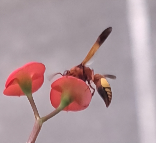 Rhynchium oculatum