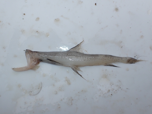 Bombay Duck
