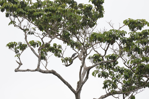 Lizard Buzzard