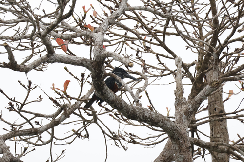 Giant Kingfisher